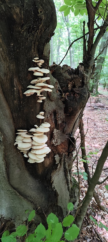 hliva buková Pleurotus pulmonarius (Fr.) Quél.