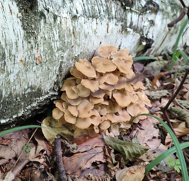 trúdnik klobúčkatý Polyporus umbellatus (Pers.) Fr.