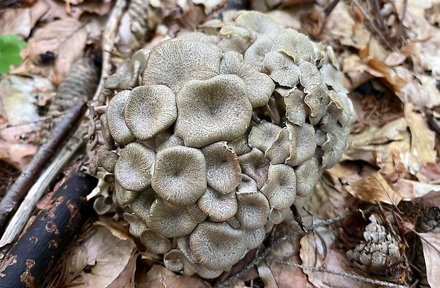 trúdnik klobúčkatý Polyporus umbellatus (Pers.) Fr.