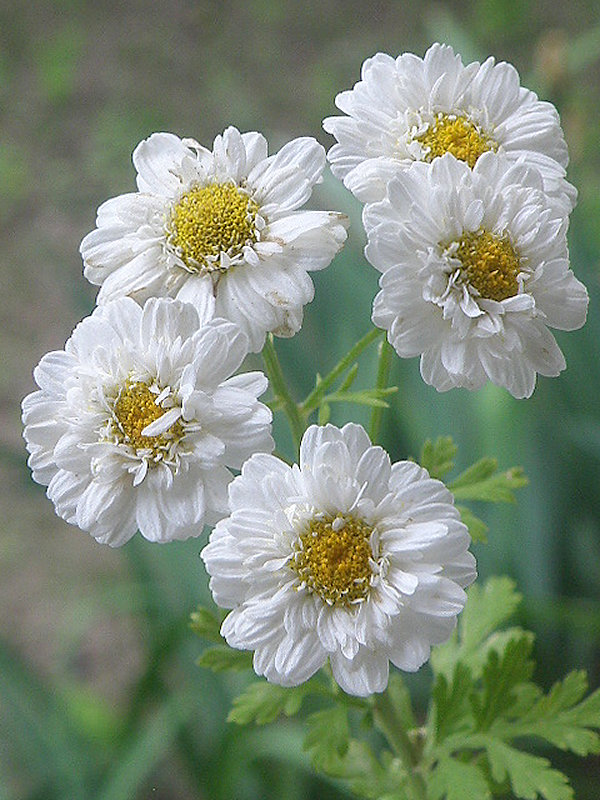 rimbaba chocholíkatá (kultivar) Pyrethrum corymbosum (L.) Scop.