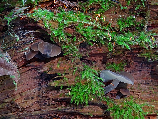zvončekovec sadzový Hydropus atramentosus (Kalchbr.) Kotl. & Pouzar