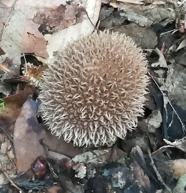 prášnica pichliačová Lycoperdon echinatum Pers.