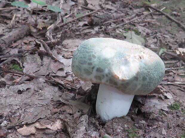 plávka zelenkastá Russula virescens (Schaeff.) Fr.