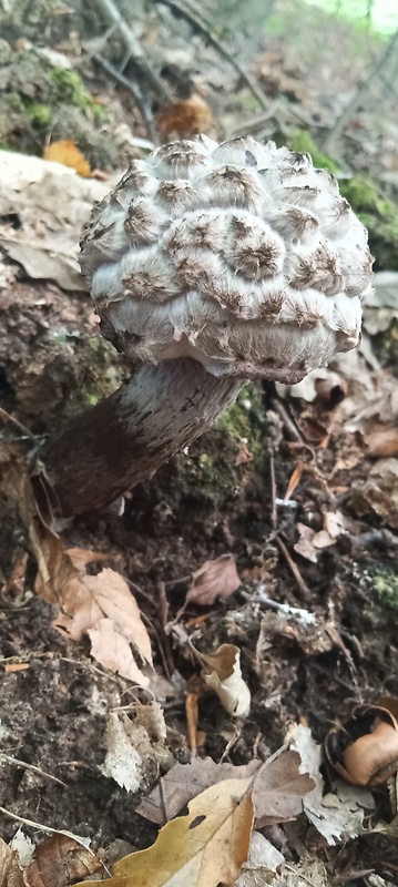 šiškovec šupinatý Strobilomyces strobilaceus (Scop.) Berk.