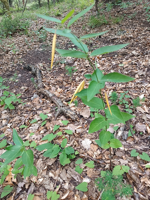 neidentifikovaná rastlina