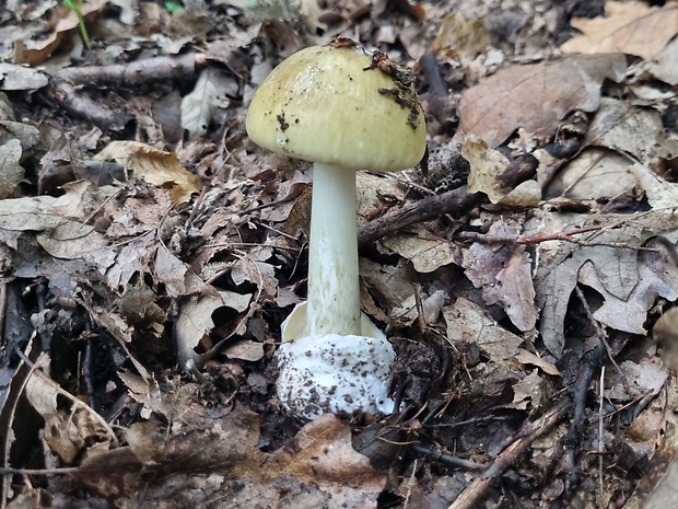 muchotrávka zelená Amanita phalloides (Vaill. ex Fr.) Link