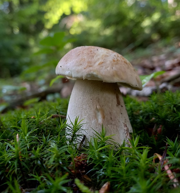 hríb smrekový Boletus edulis Bull.