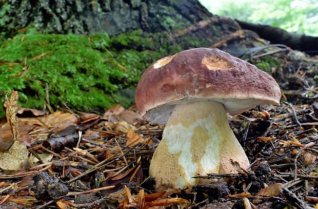 hríb sosnový Boletus pinophilus Pil. et Dermek in Pil.