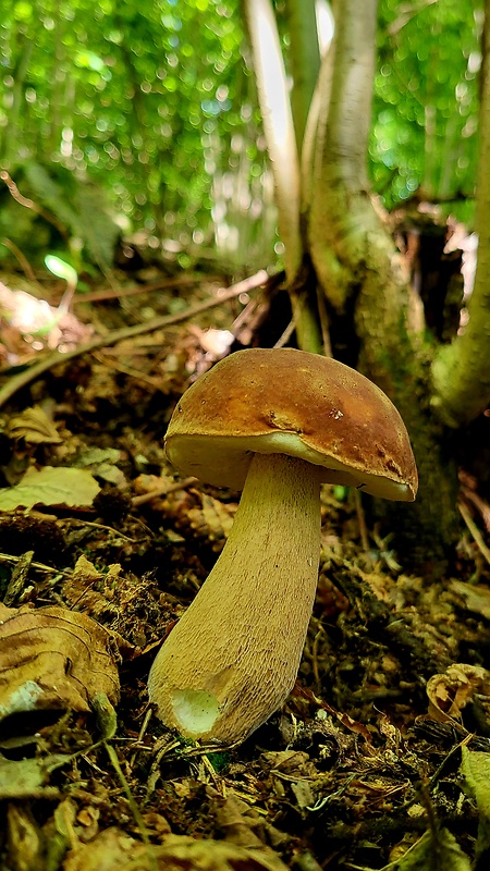 hríb dubový Boletus reticulatus Schaeff.