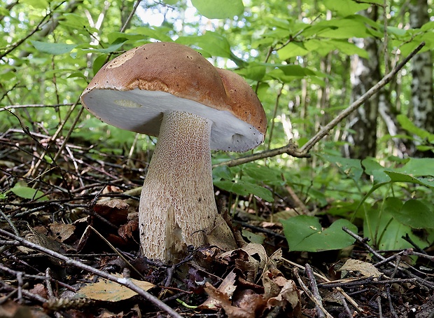 hríb dubový Boletus reticulatus Schaeff.