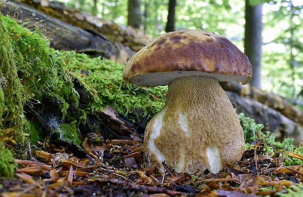 hríb dubový Boletus reticulatus Schaeff.