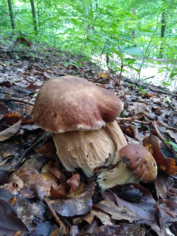 hríb dubový Boletus reticulatus Schaeff.