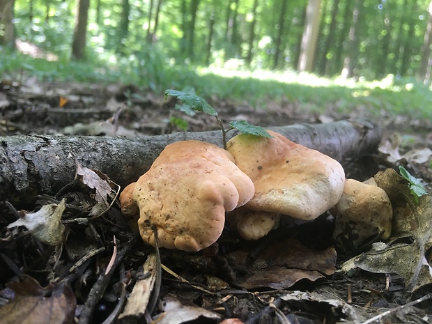 jelenka poprehýbaná Hydnum repandum L.