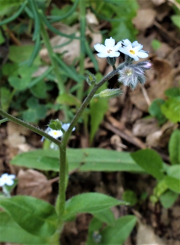 nezábudka kopcová Myosotis ramosissima Rochel ex Schult.