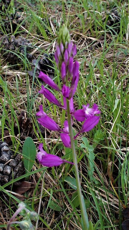 horčinka chochlatá Polygala comosa