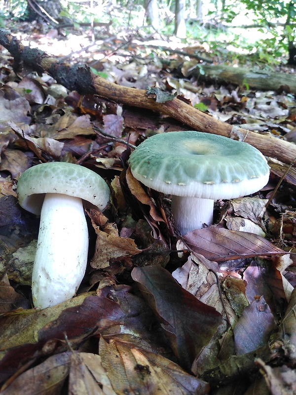 plávka zelenkastá Russula virescens (Schaeff.) Fr.