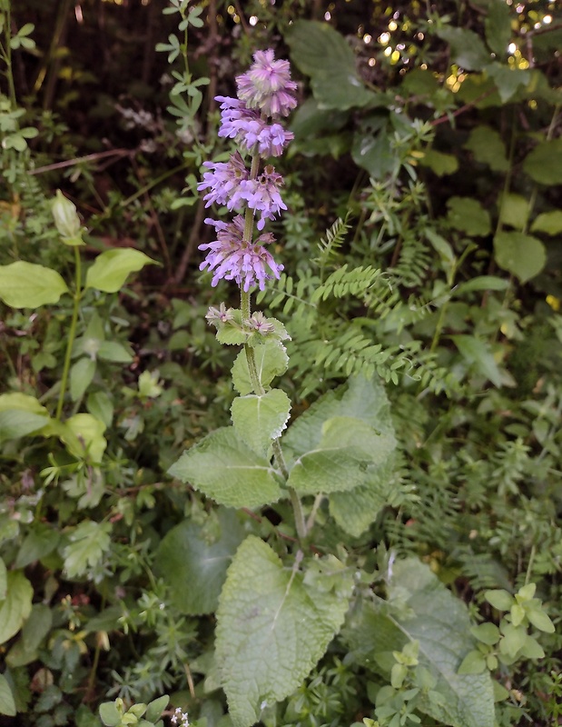 šalvia praslenatá Salvia verticillata L.