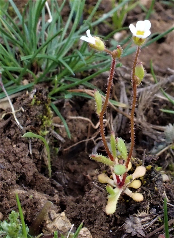 lomikameň trojprstý Saxifraga tridactylites L.