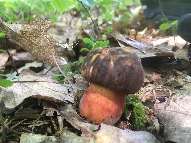 hríb zrnitohlúbikový Sutorius luridiformis (Rostk.) G. Wu & Zhu L. Yang