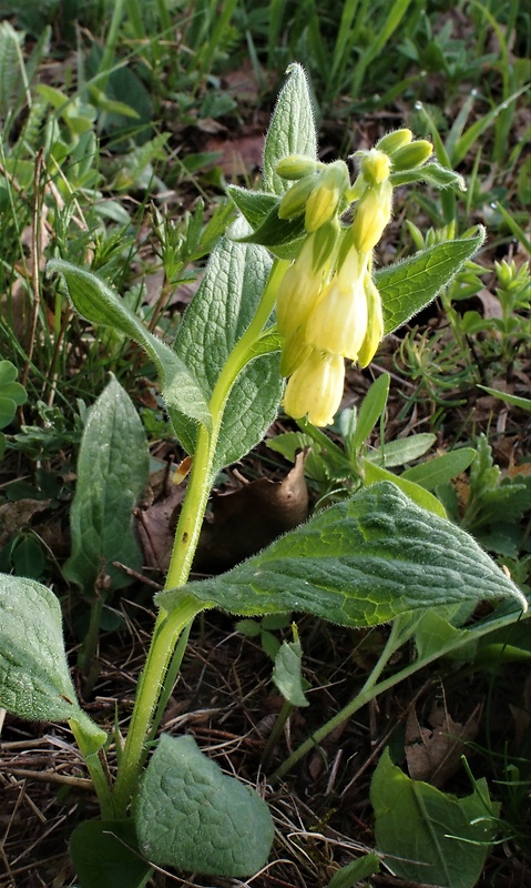 kostihoj hľuznatý Symphytum tuberosum L.