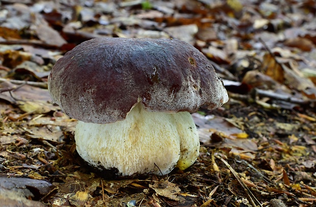 hríb sosnový Boletus pinophilus Pil. et Dermek in Pil.