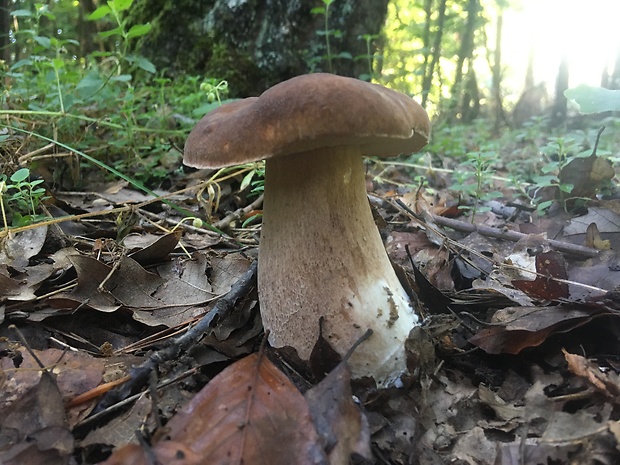 hríb dubový Boletus reticulatus Schaeff.