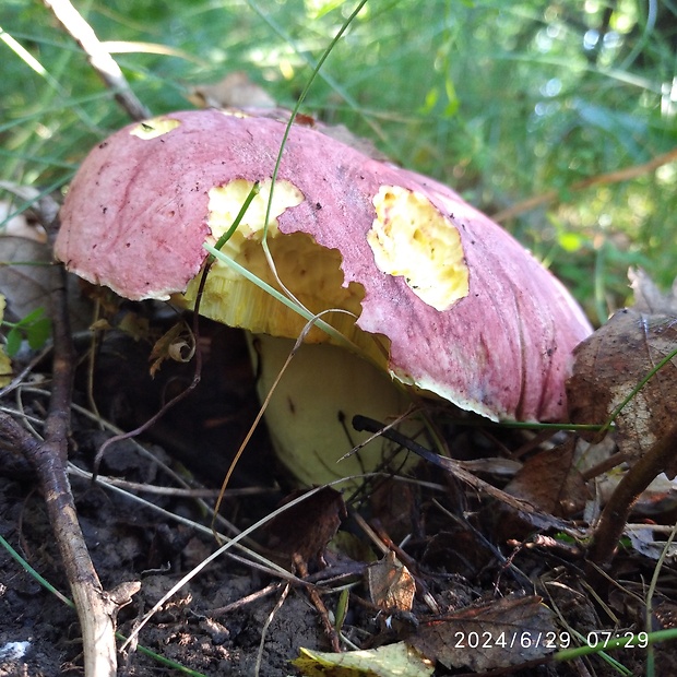 hríb kráľovský Butyriboletus regius (Krombh.) D. Arora & J.L. Frank