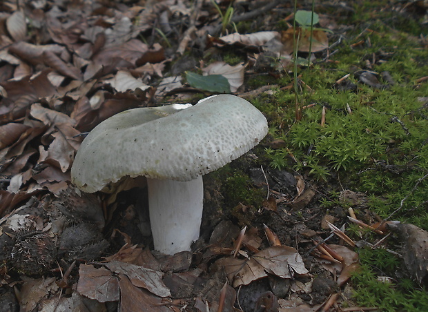 plávka zelenkastá Russula virescens (Schaeff.) Fr.