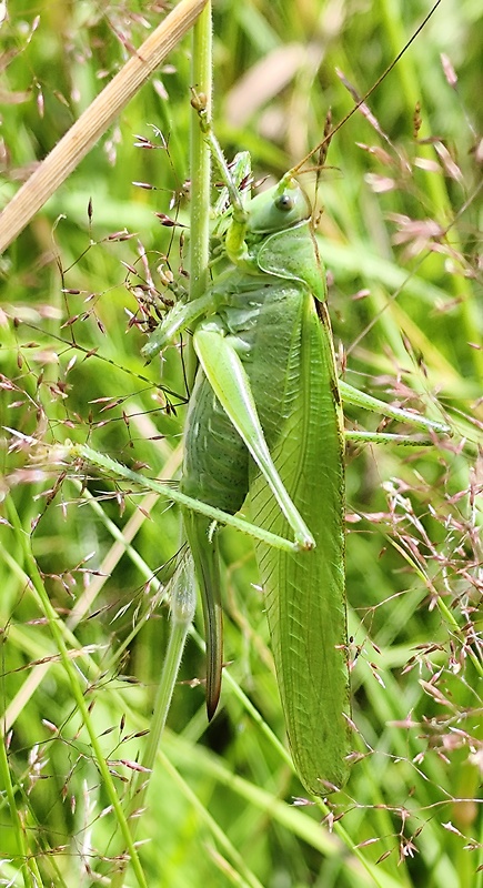 kobylka zelená  Tettigonia viridissima