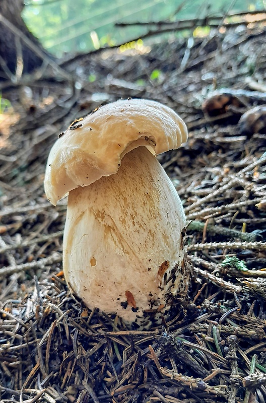 hríb smrekový Boletus edulis Bull.