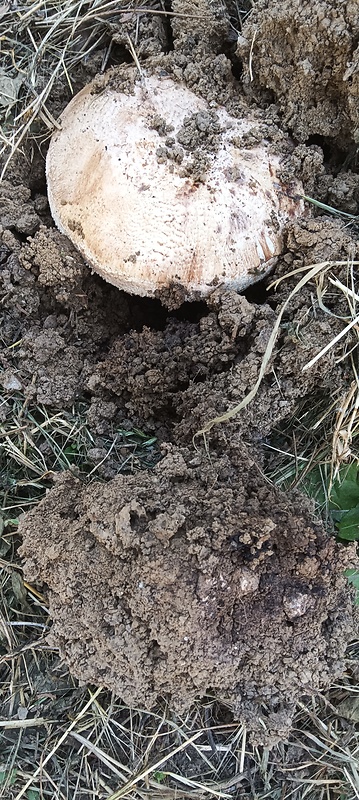 pečiarka Agaricus sp.