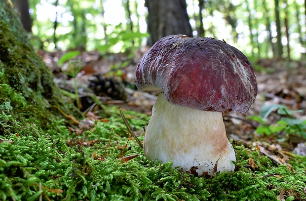 hríb sosnový Boletus pinophilus Pil. et Dermek in Pil.