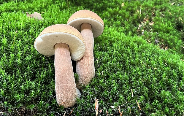 hríb dubový Boletus reticulatus Schaeff.