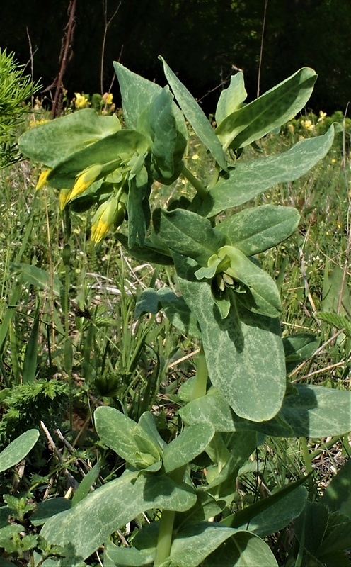 voskovka menšia Cerinthe minor L.