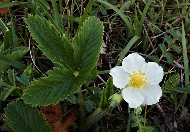 jahoda drúzgavicová Fragaria moschata (Duchesne) Weston