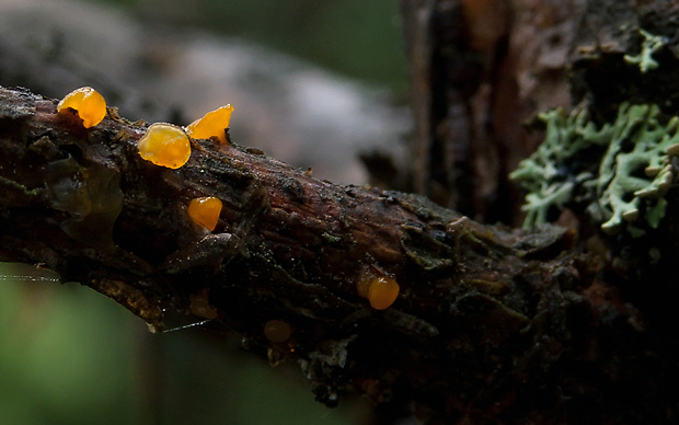 slzovec  Guepiniopsis estonica (Raitv.) M. Dueñas