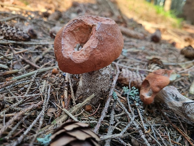 kozák smrekový Leccinum piceinum Pilát & Dermek