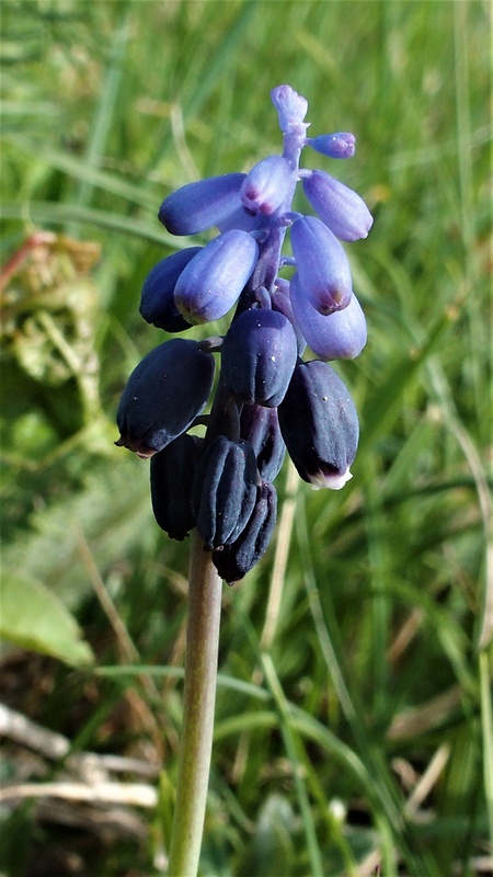 modrica nebadaná Muscari neglectum Guss. ex Ten.