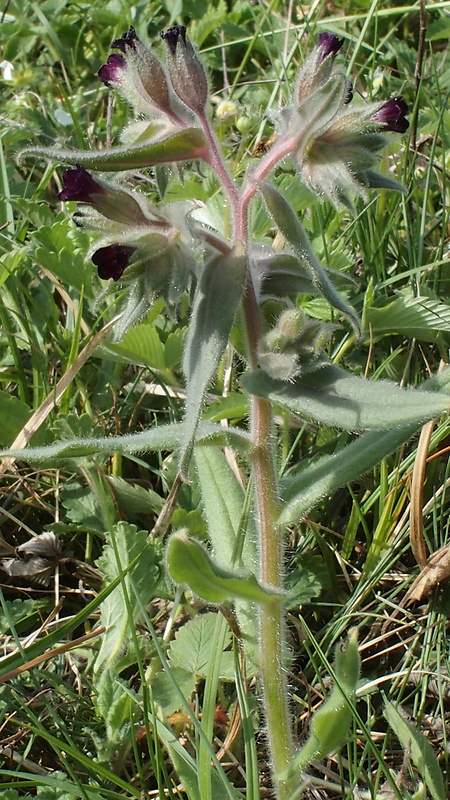 ostreň počerný Nonea pulla (L.) DC.