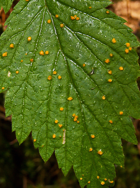 priehradkovec malinový Phragmidium rubi-idaei (DC.) P. Karst.