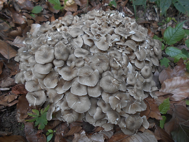 trúdnik klobúčkatý Polyporus umbellatus (Pers.) Fr.