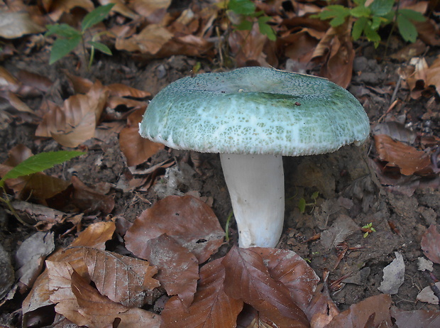 plávka zelenkastá Russula virescens (Schaeff.) Fr.