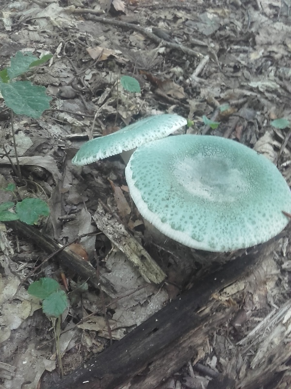 plávka zelenkastá Russula virescens (Schaeff.) Fr.