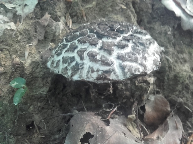 šiškovec šupinatý Strobilomyces strobilaceus (Scop.) Berk.