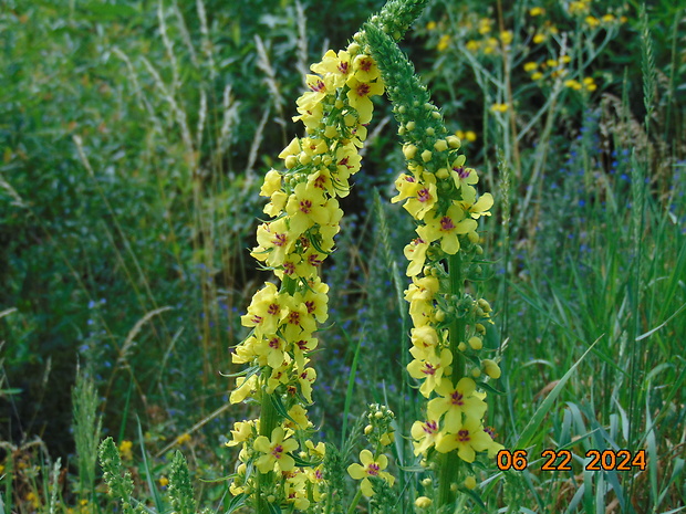 divozel Verbascum sp.