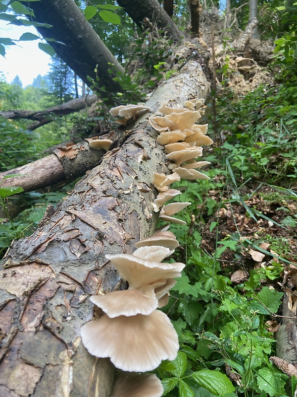 hliva buková Pleurotus ostreatus (Jacq.) P. Kumm.