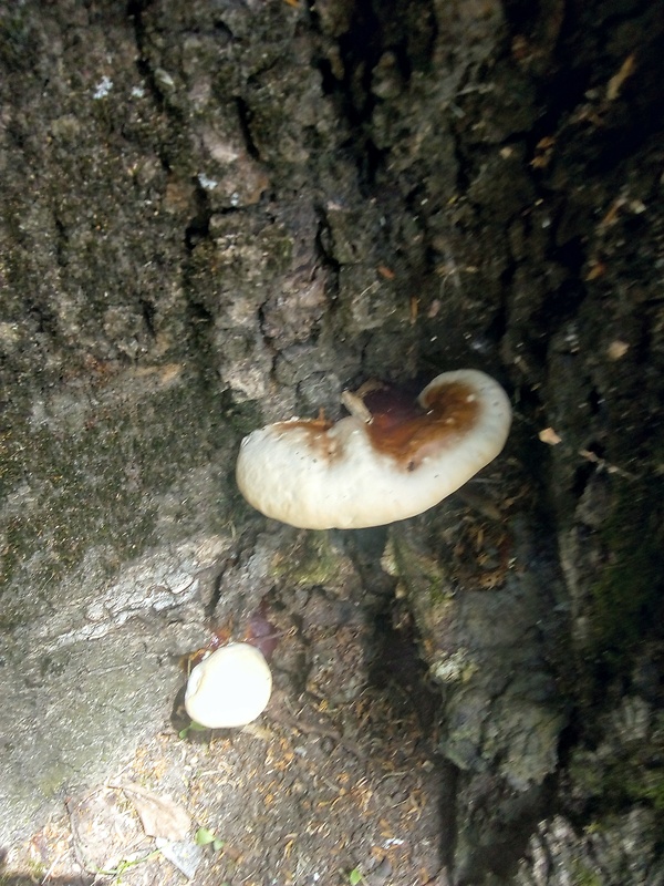 lesklokôrovka Ganoderma sp.