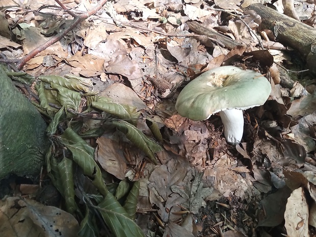 plávka buková Russula heterophylla (Fr.) Fr.