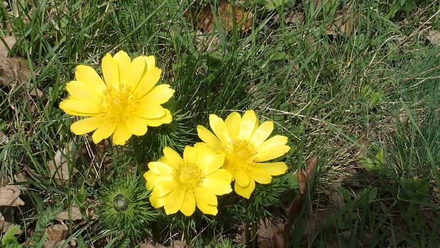 hlaváčik jarný Adonis vernalis L.