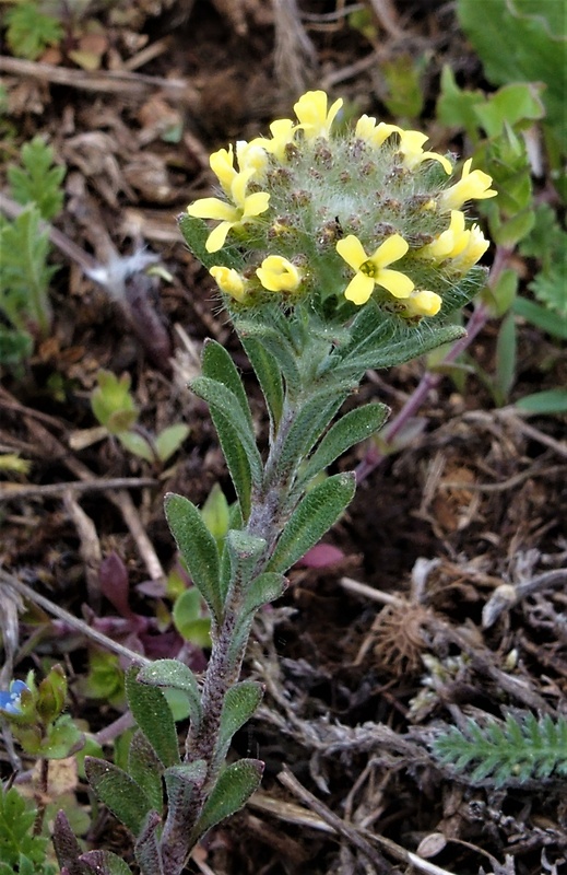 tarica stepná Alyssum desertorum Stapf